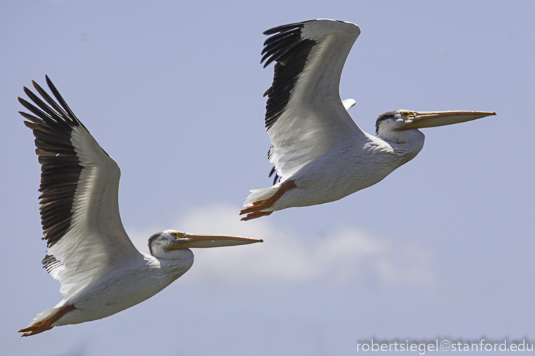 white pelicans